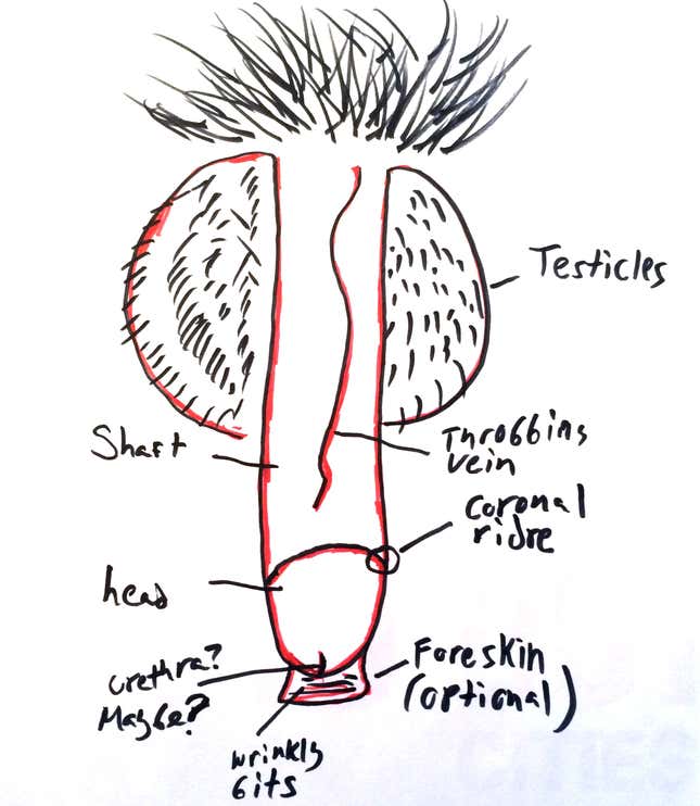 Image for article titled Can You Draw an Anatomically Correct Penis? An Experiment