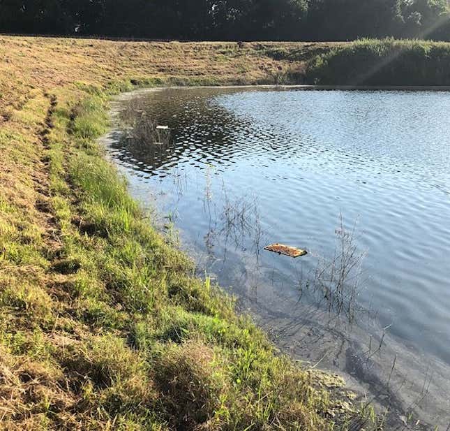 Imagen para el artículo titulado Alguien ha matado a medio millón de abejas en Texas. La policía ofrece recompensa para encontrar a los culpables