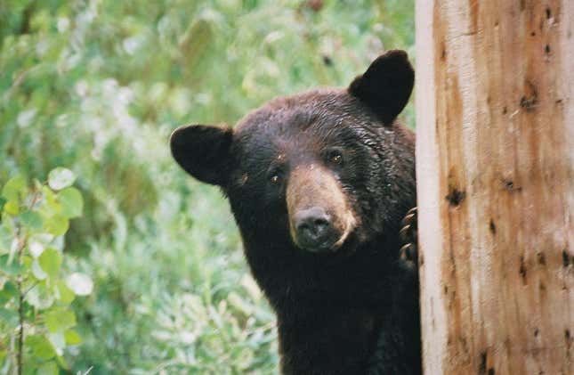 Imagen para el artículo titulado La historia de Pablo EskoBear, el oso que engulló más de 30 kilos de cocaína
