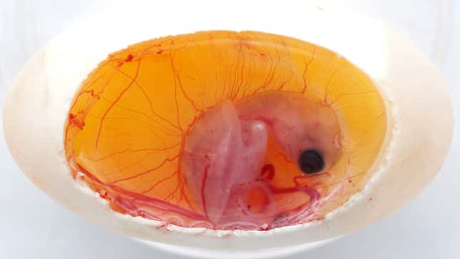 A turtle embryo in the egg.