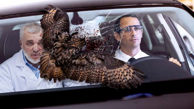 Image for article titled Ornithologists Discover Owls Just Bounce Off Your Windshield On The Highway Sometimes