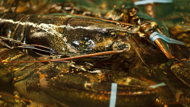 Image for article titled Study Reveals Lobsters Feel Pain And Get Off On It Like The Kinky Little Perverts They Are
