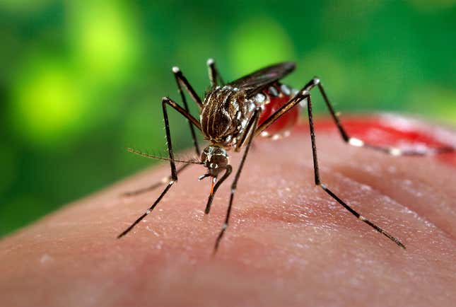 Imagen para el artículo titulado Por qué eres un imán para los mosquitos