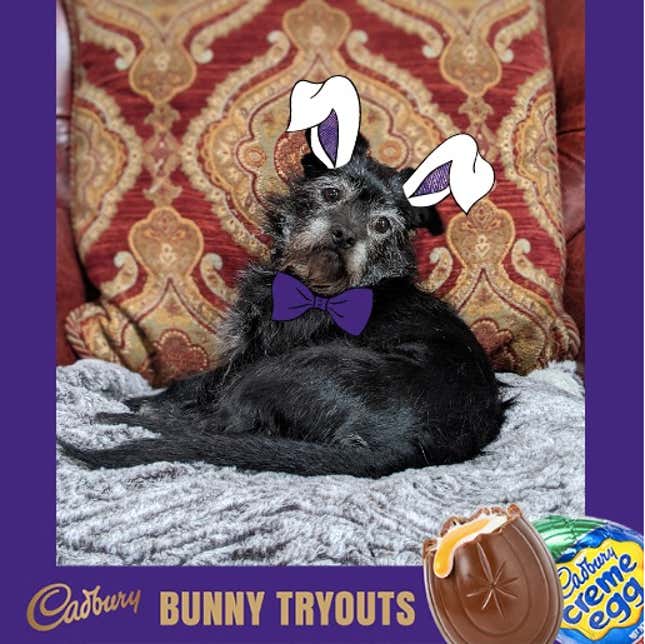 Image for article titled Last Call: How does your pet look with bunny ears?
