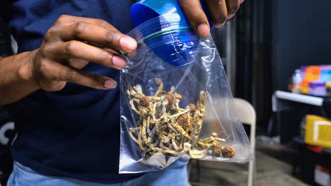 A vendor bagging psilocybin mushrooms 