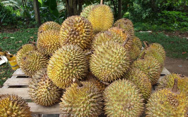 El durian, la fruta más apestosa del mundo, ataca de nuevo.