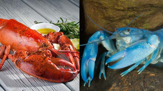Image for article titled One lobster, two lobster, Red Lobster, blue lobster