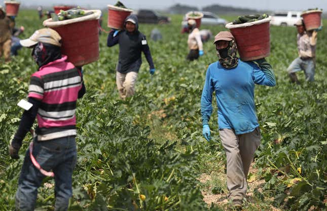 Farm workers harvest zucchini on the Sam Accursio & Son’s Farm on April 01, 2020 in Florida City, Florida.