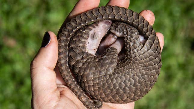 Unfortunately, pangolins are some of the most trafficked mammals on the planet.
