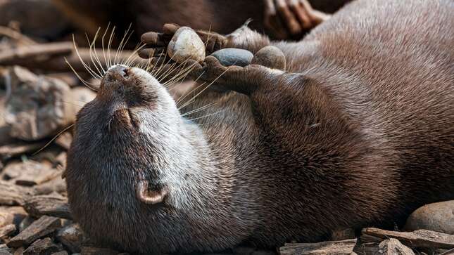 Las nutrias hacen malabarismos con piedras antes de comer porque están emocionadas, según un estudio