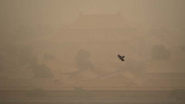 A crow flies over the Forbidden City during a sandstorm in Beijing on March 15, 2021. 