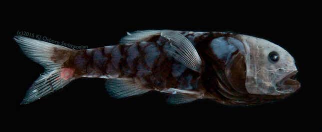 Un ejemplar de Poromitra crassiceps