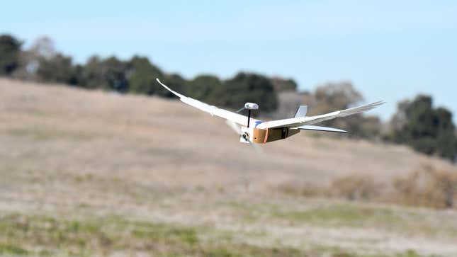 PigeonBot
Foto: Lentink Lab / Stanford University