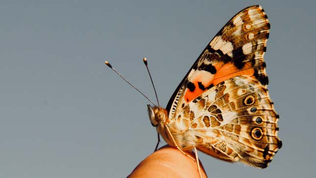Painted Lady.
