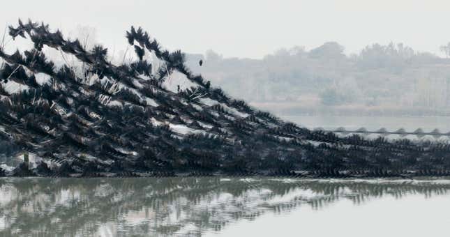 Great cormorant, Ibars swamp, Catalonia