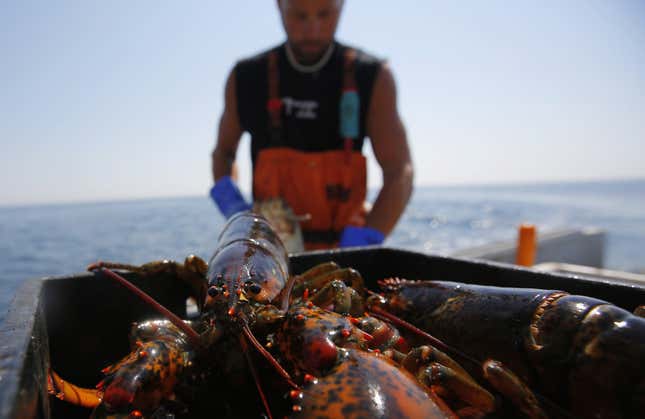 DATE IMPORTED:August 25, 2013A lobster sits in a holding bin before having its claws banded by sternman Rob Tetrault II (rear) onboard the lobster boat "Wild Irish Rose" in the waters off Cape Elizabeth, Maine August 21, 2013. Lobster populations in Maine are booming like never before. The number of lobster processing plants in the state has more than tripled, from 5 in 2010 to 16 last year. Picture taken August 21, 2013. To match Feature USA-LOBSTER/ REUTERS/Brian Snyder
