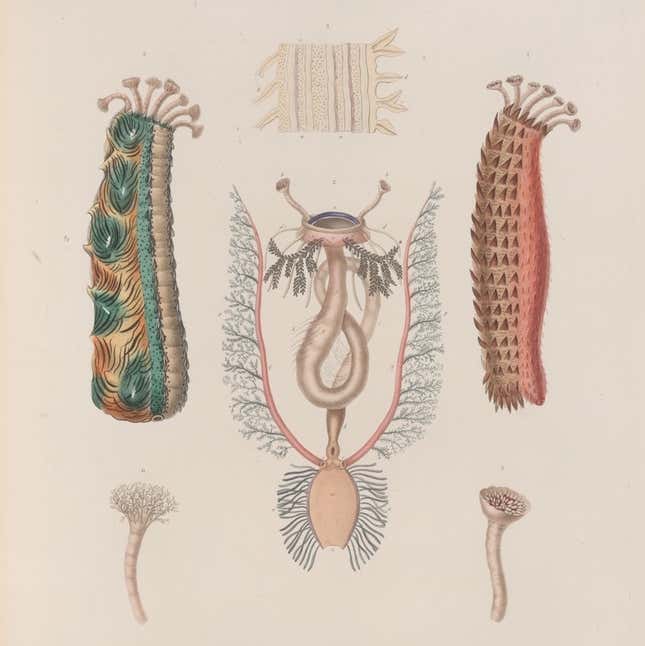 Illustrations of sea cucumbers and their anatomy, 1830 – 1833