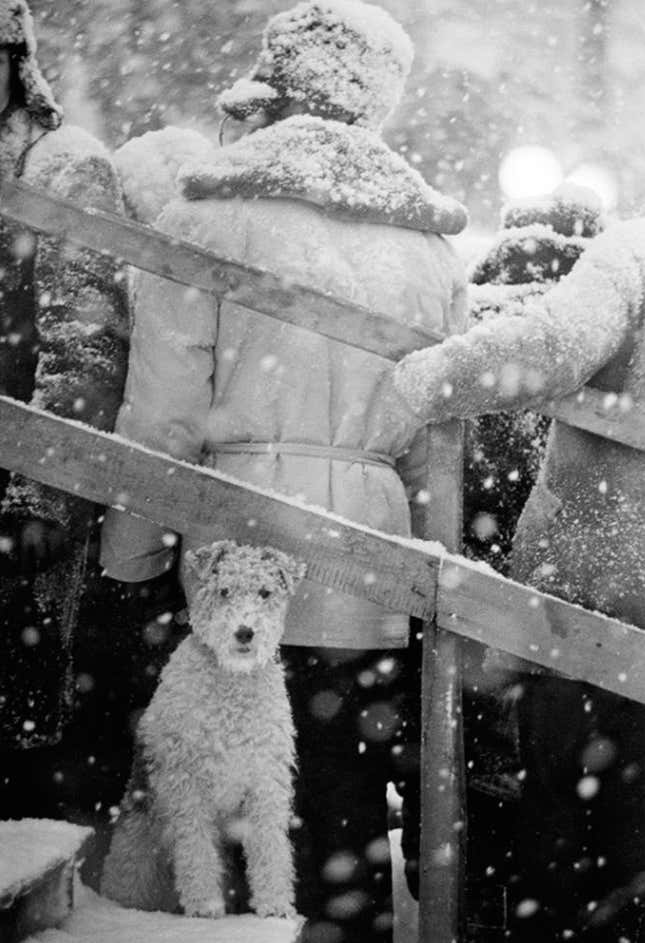 dog in snow