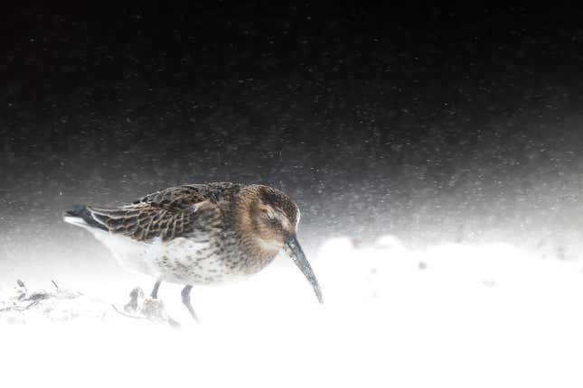 A dunlin braces itself against the wind and cold.