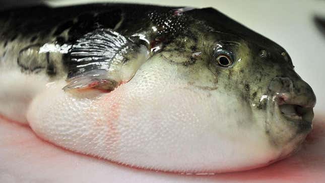 Image for article titled 9 Foods That Are Deadly Unless You Do It Right