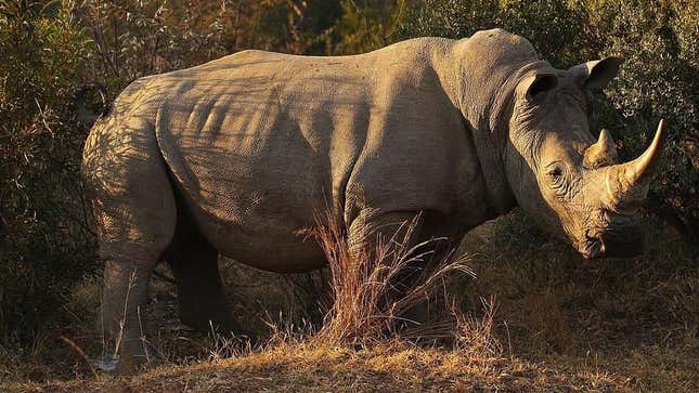 Un rinoceronte blanco como este fue asesinado en septiembre pasado en el parque safari Wild Florida
