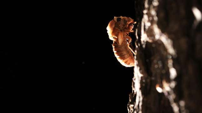 A cicada begins to molt