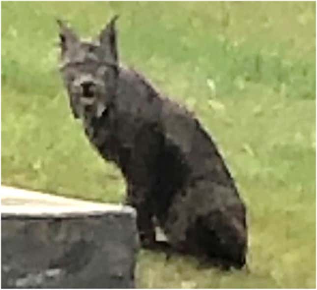 Imagen para el artículo titulado Estas son las primeras imágenes de un lince negro