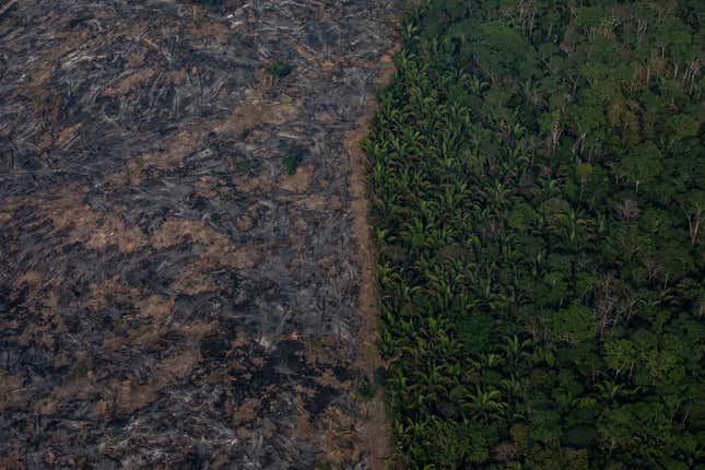 Roughly a third of the Amazon, the world’s biggest forest, has been damaged by human activity.