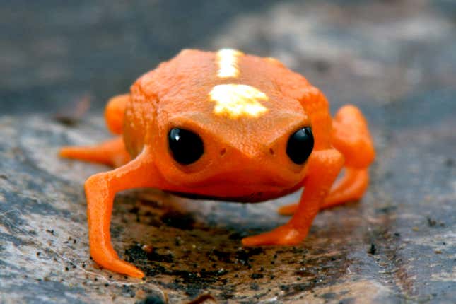 A bright orange miniaturized frog walking.