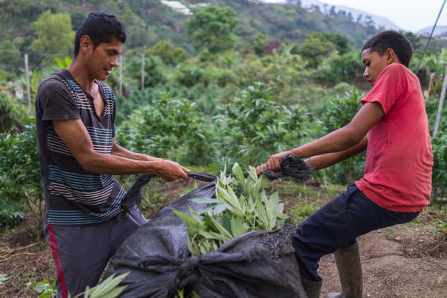 Marijuana farming in Toribío is a no-frills operation.