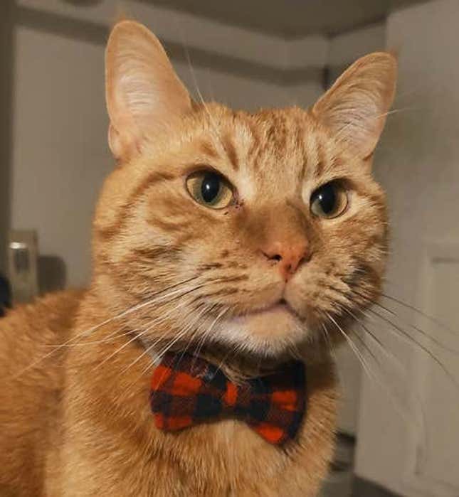 A Cheddar “Chiz” Cara no le interesan las cajas, pero sí se sienta en cualquier cosa que tenga forma de cuadro.