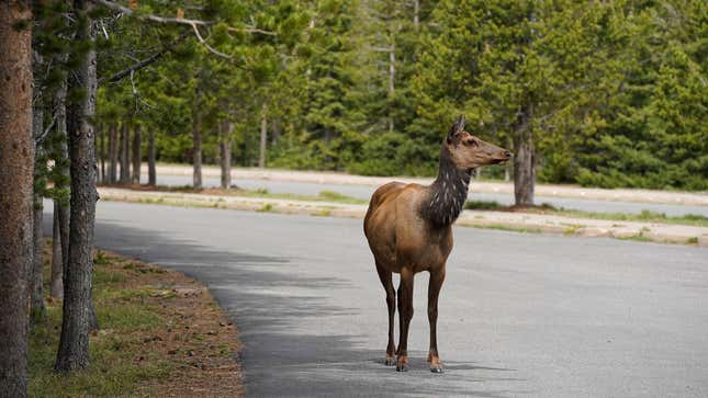 A photo of an elk on a road in Yellowstone National park. 