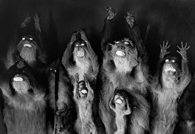 Monkeys with Raised Arms, 2010.