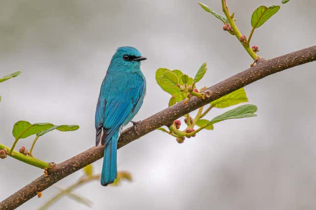 A bright blue flycatcher on a branch.