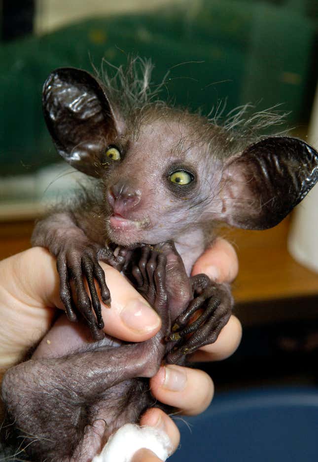 Video Shows an Aye-Aye Picking Its Nose and Eating It