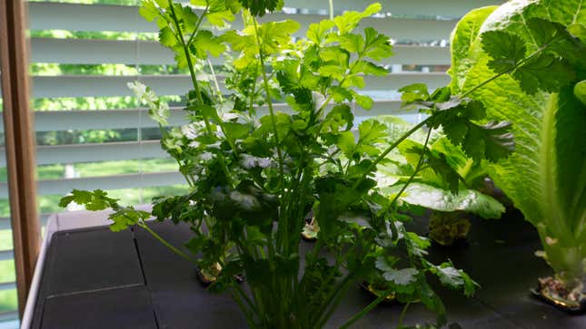 A cilantro plant growing in the Rise Garden.