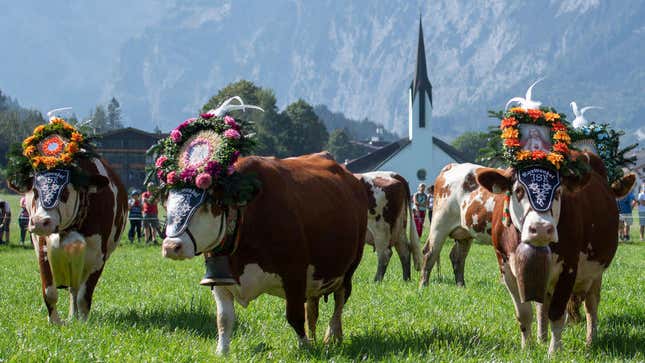Cows in traditional Austrian attire with bells around neck