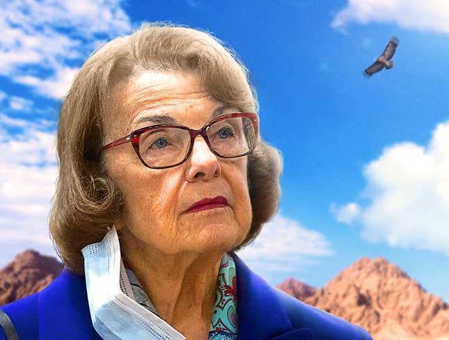 Image for article titled Dianne Feinstein Receives Primary Challenge From Buzzard Currently Circling Her