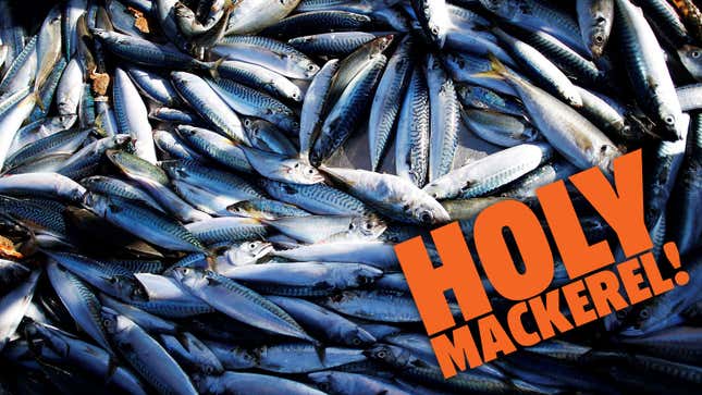 A photo of a haul of mackerel fish caught at sea. 