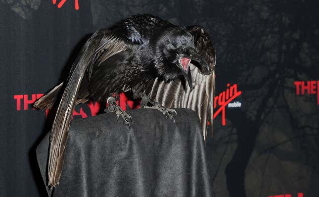 A Raven bird opens its beak super wide, like in a shriek.