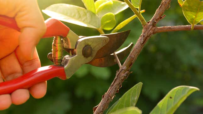 A closeup of a gardener pruning a tree with shears