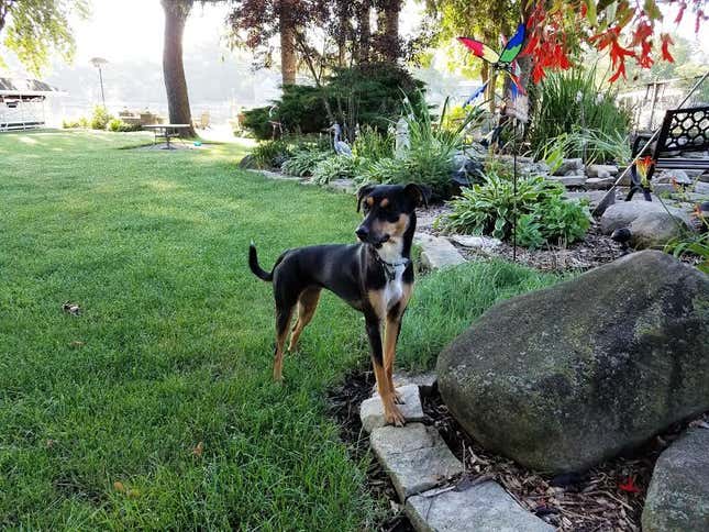 India-dogs-Illinois