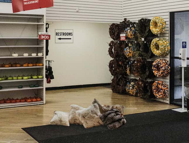 Image for article titled Pack Of ​Feral Throw Pillows Prowling Abandoned Bed Bath &amp; Beyond