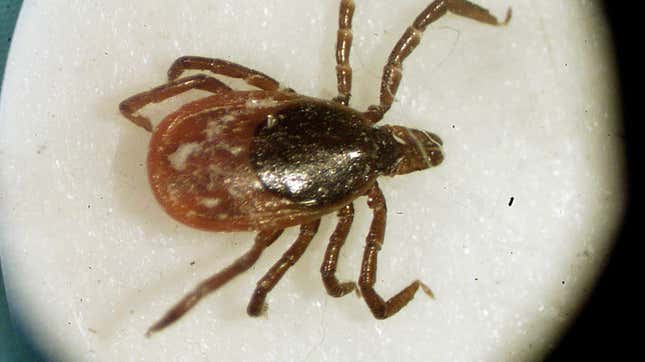The same ticks that spread Lyme disease can also spread anaplasmosis. Above, a deer tick seen under a microscope.