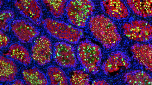 Imagen para el artículo titulado Un experimento científico logra que ratones produzcan esperma de rata