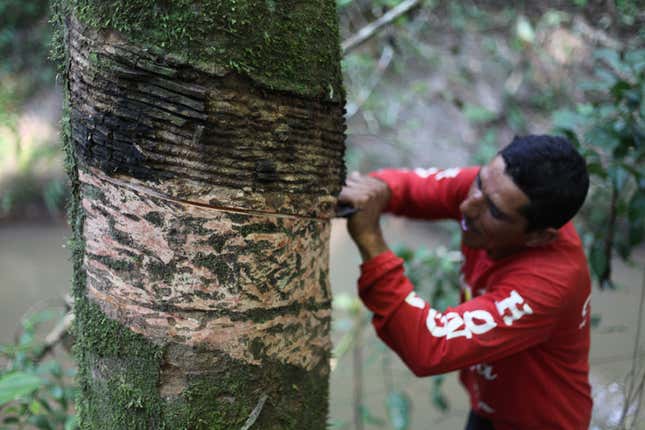 A wild rubber tapper in the Amazon