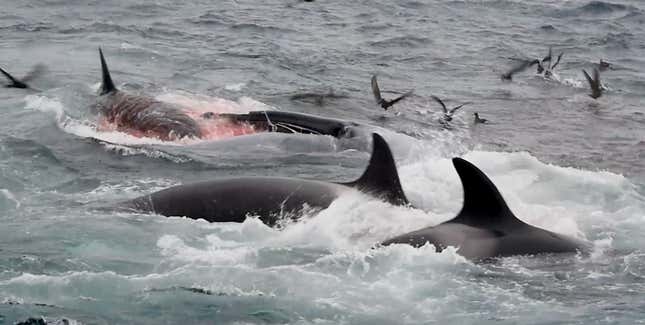 An orca diving into the mouth of a blue whale to feast on its tongue. 