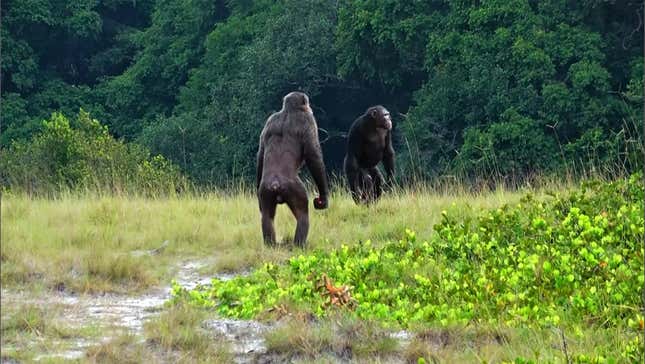 Two adult male chimps on patrol at Loango National Park in Gabon. 