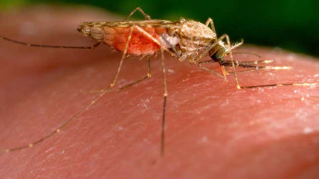 Photo of Anopheles mosquito feeding