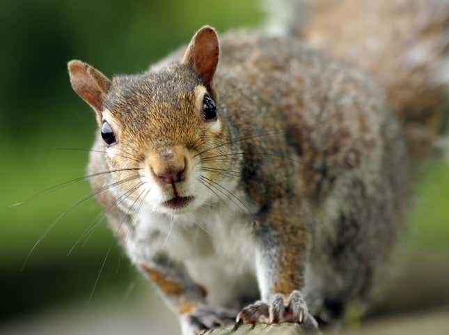 Gray squirrels are the most widespread squirrel species in the UK.